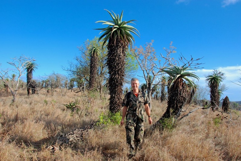 På många kullar bildar aloe-kaktusarna glesa skogar
