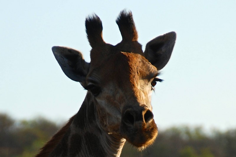 Oemotståndliga giraffer
